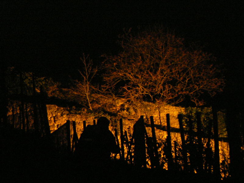 Baum bei Nacht mit Fotograf