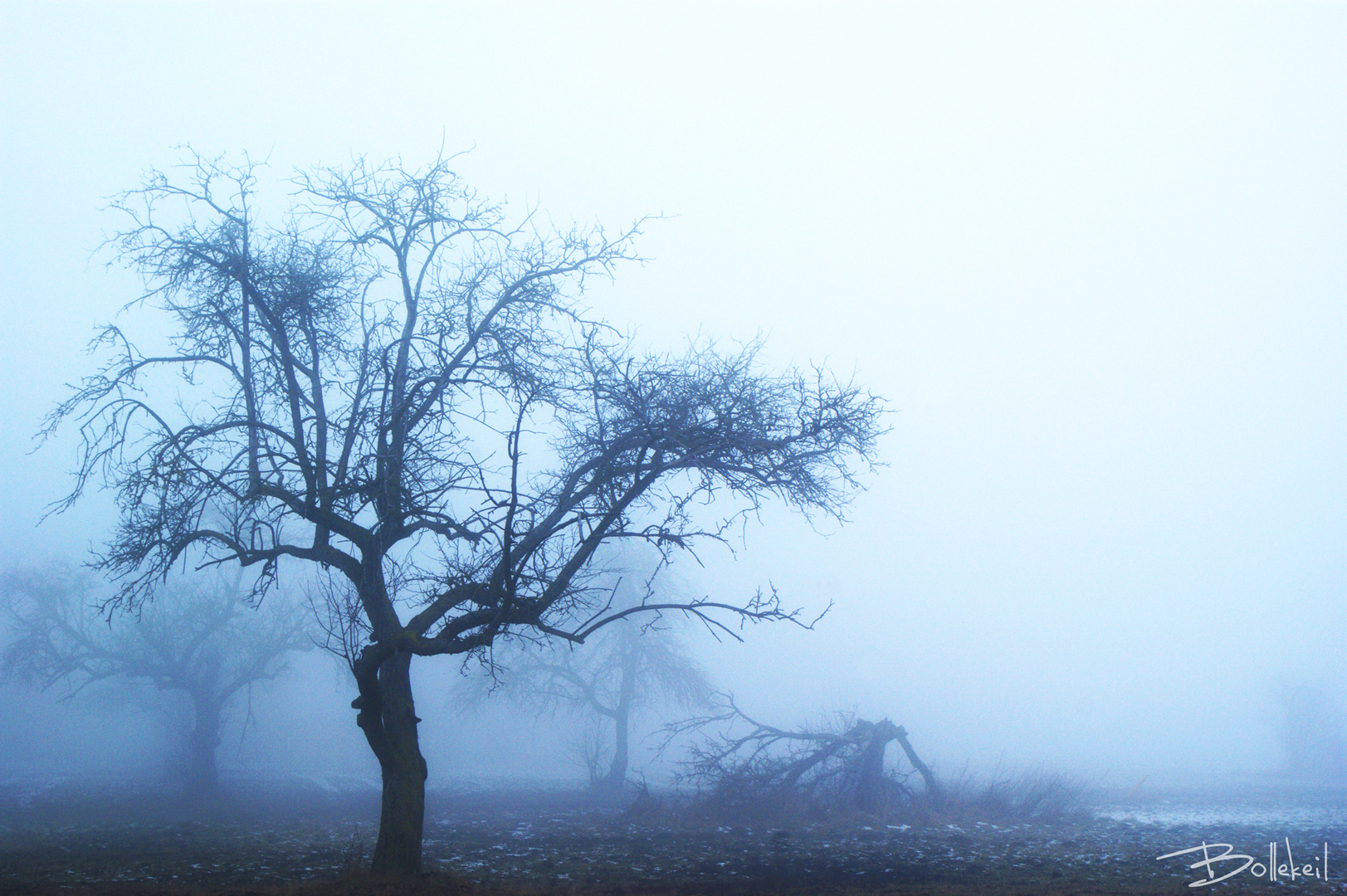 Baum bei Nebel