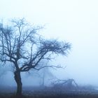 Baum bei Nebel