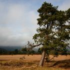 Baum bei Oberau