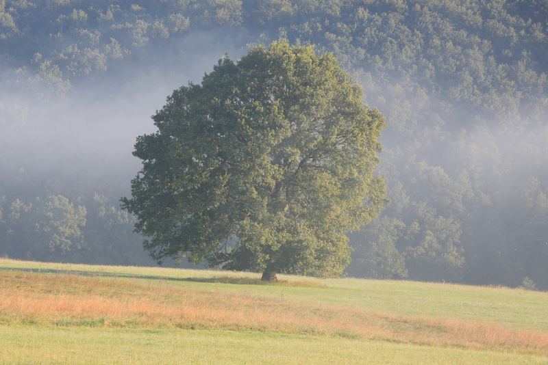 Baum bei Ölsen