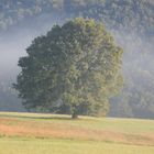 Baum bei Ölsen