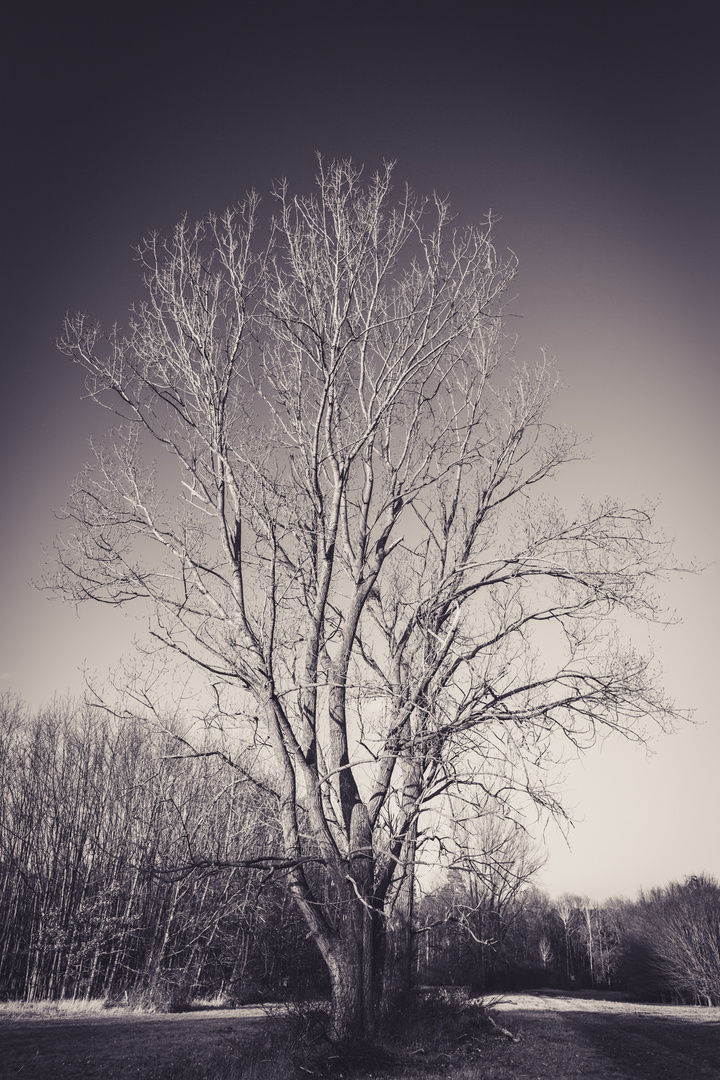 Baum bei Schandelah