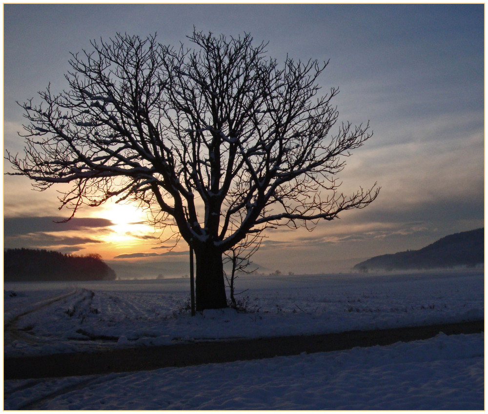 Baum bei Sonnenaufgang