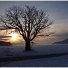 Baum bei Sonnenaufgang