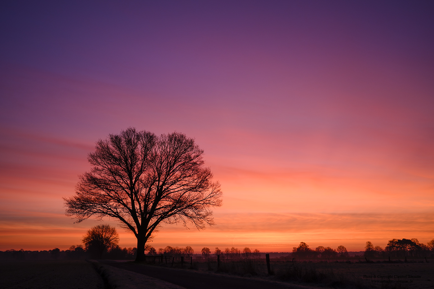 Baum bei Sonnenaufgang