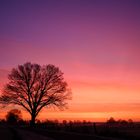 Baum bei Sonnenaufgang