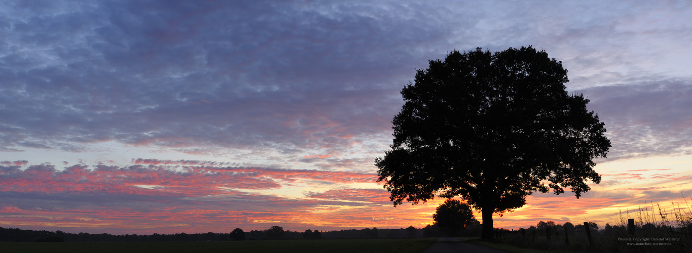 Baum bei Sonnenaufgang (D)