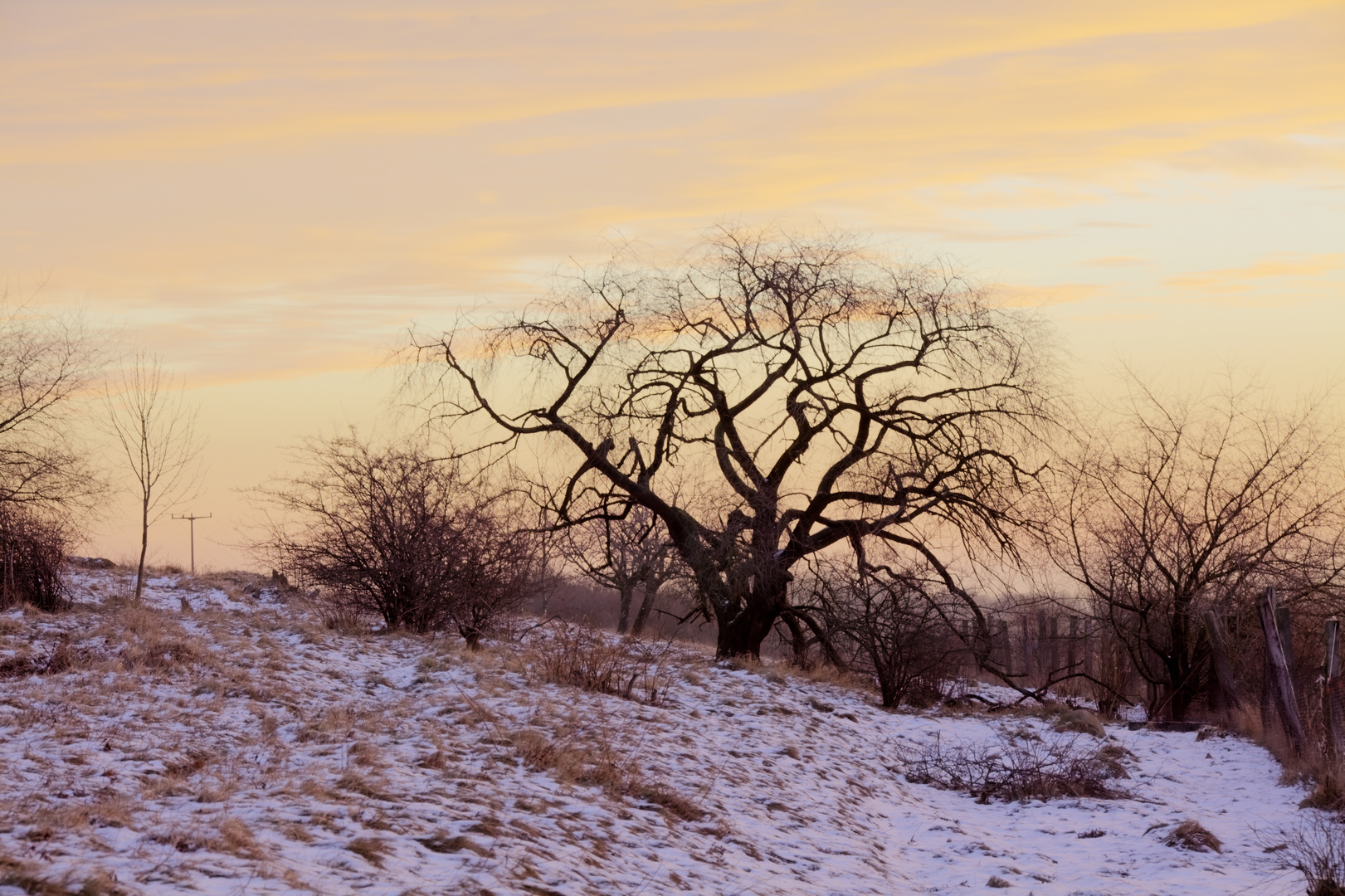 Baum bei Sonnenaufgang HDR