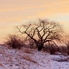 Baum bei Sonnenaufgang HDR