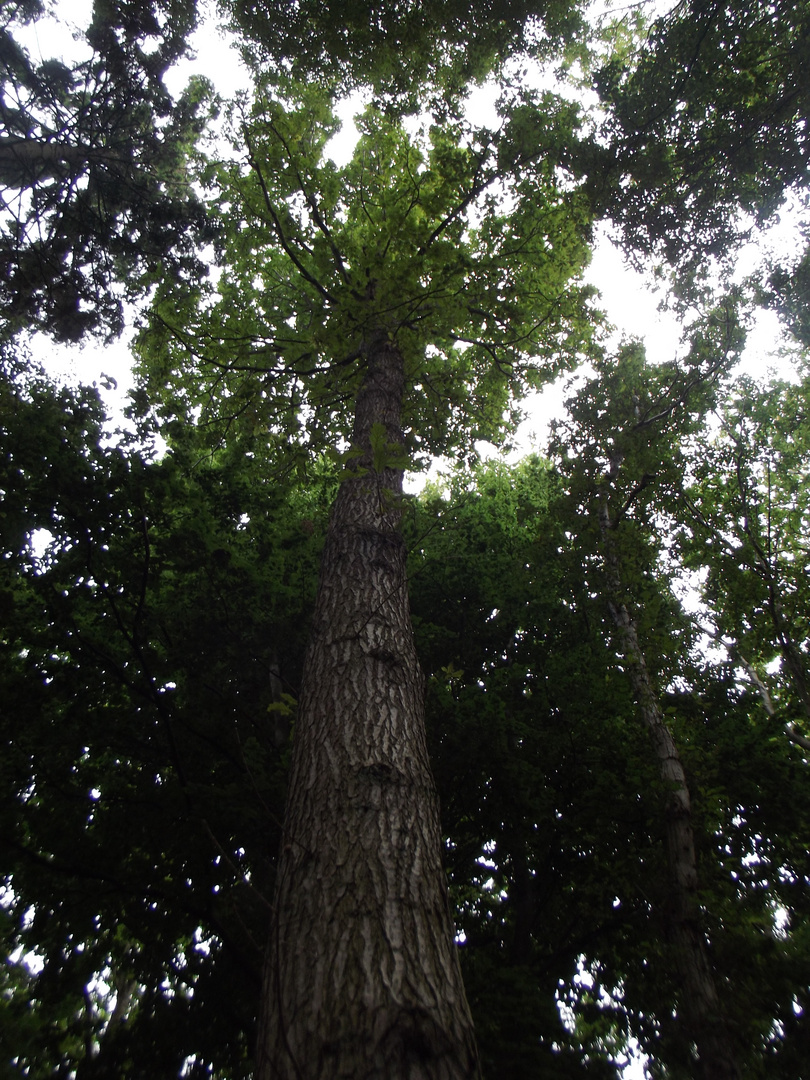 Baum bei Sonnenschein