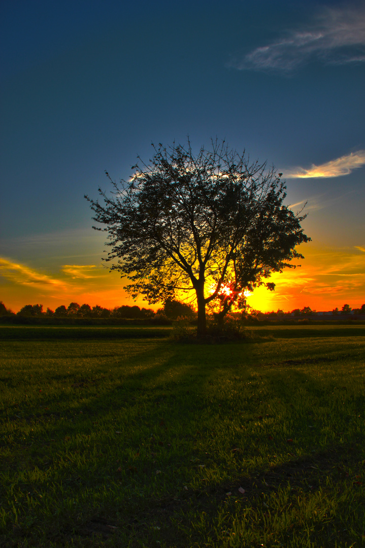 Baum bei Sonnenuntergang