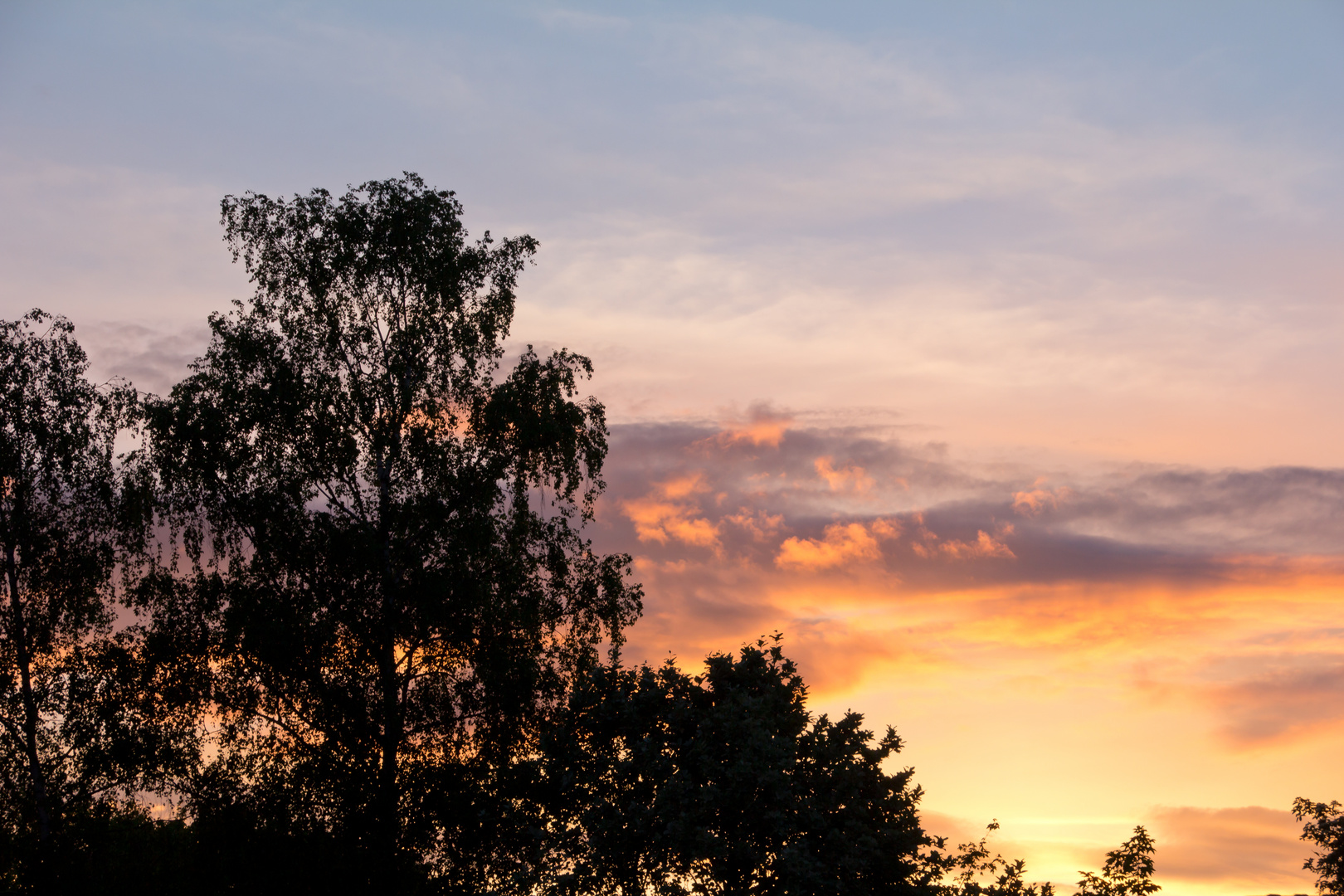 Baum bei Sonnenuntergang