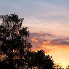 Baum bei Sonnenuntergang