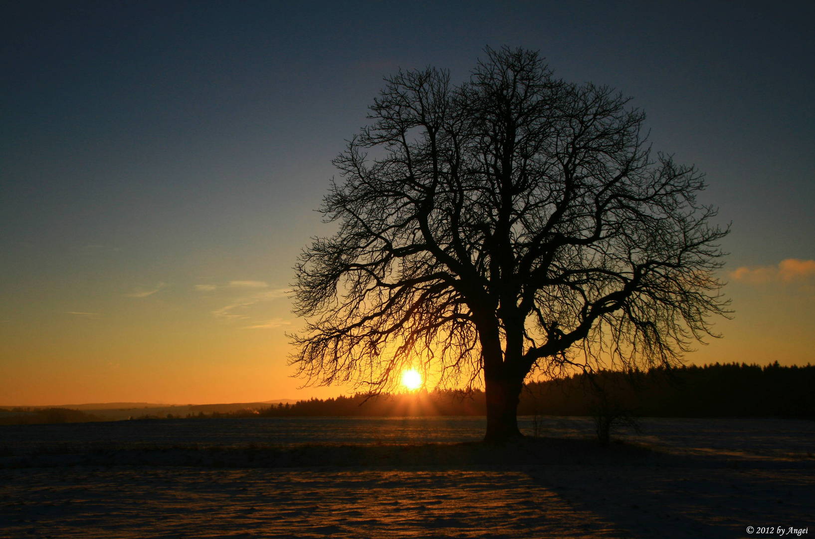 Baum bei Sonnenuntergang...