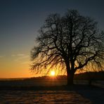 Baum bei Sonnenuntergang...