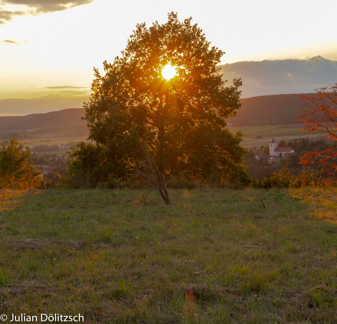 Baum bei Sonnenuntergang