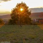 Baum bei Sonnenuntergang