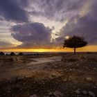 Baum bei Sonnenuntergang