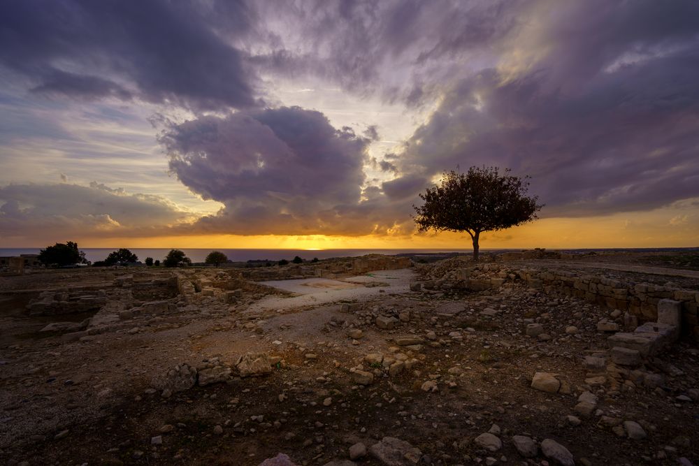 Baum bei Sonnenuntergang