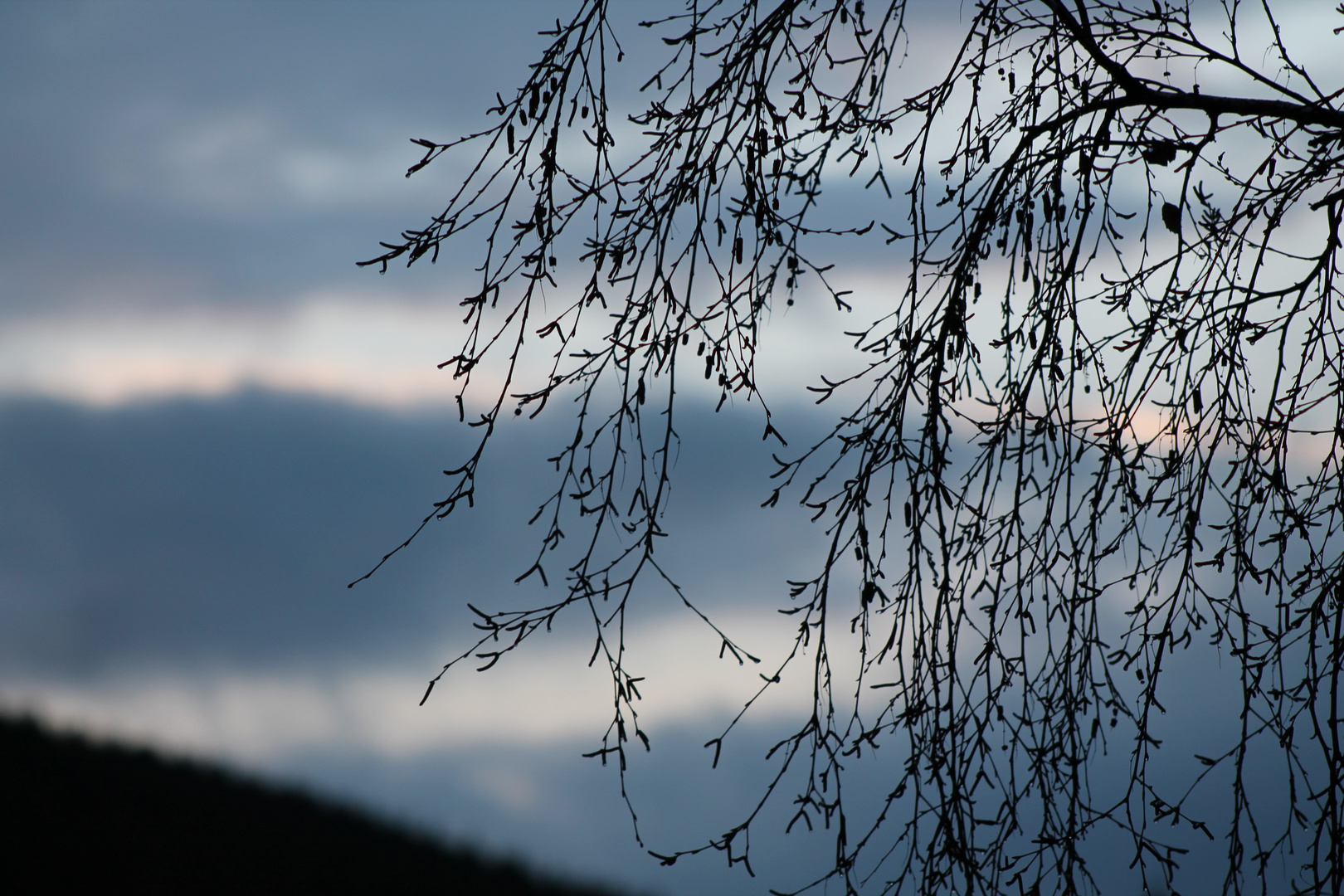 Baum bei Sonnenuntergang