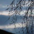 Baum bei Sonnenuntergang