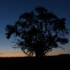 Baum bei Sonnenuntergang