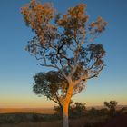 Baum bei Sonnenuntergang im Karijini National Park