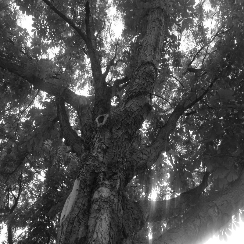 Baum bei Straße