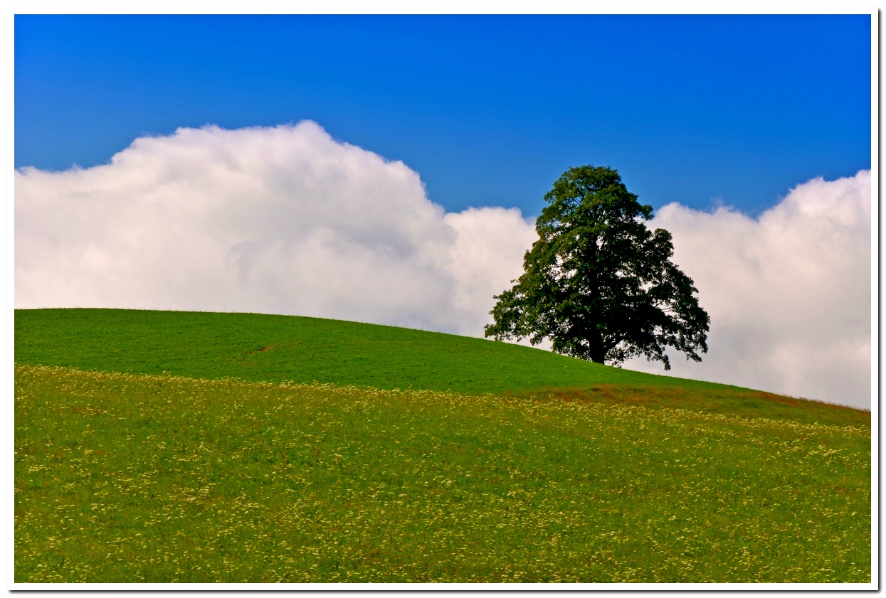 Baum bei Sulzberg