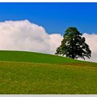 Baum bei Sulzberg