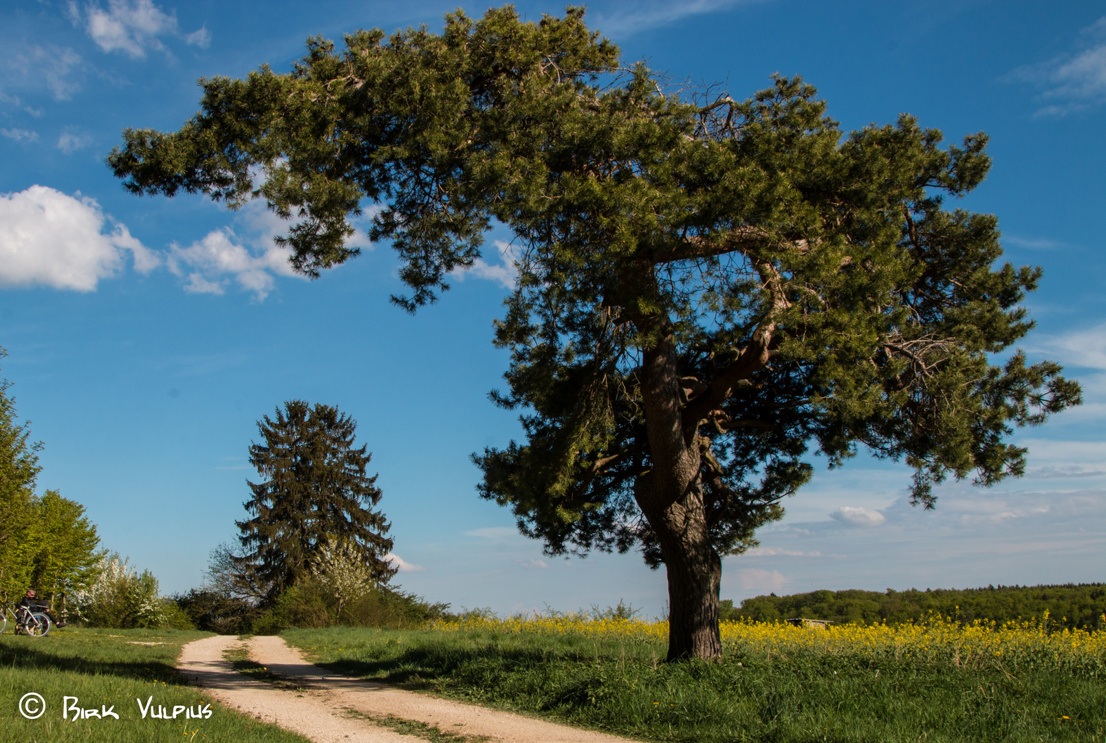 Baum bei Tageslicht