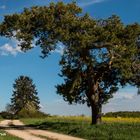 Baum bei Tageslicht