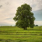 Baum bei Uffing