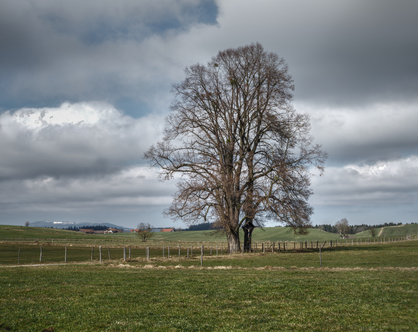 Baum bei Utting