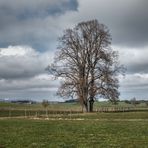 Baum bei Utting