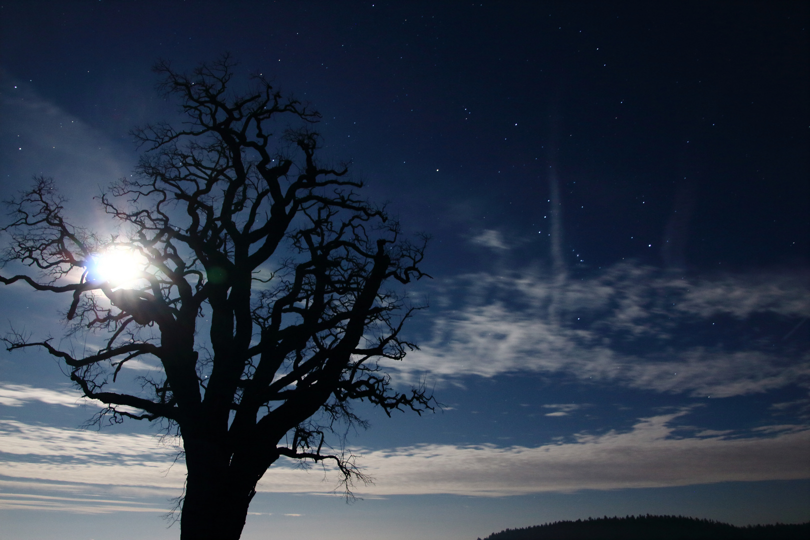 Baum bei Vollmond