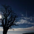 Baum bei Vollmond