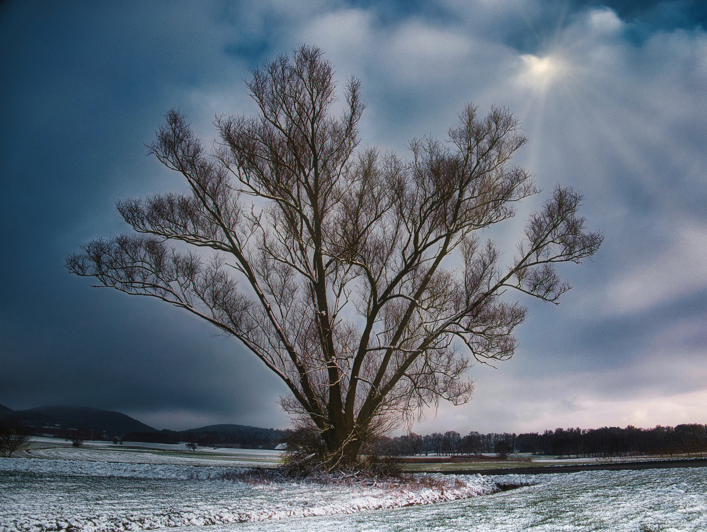 Baum bei Wickenreuth