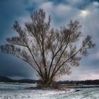 Baum bei Wickenreuth