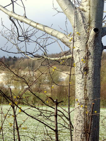 baum bei wintereinbruch