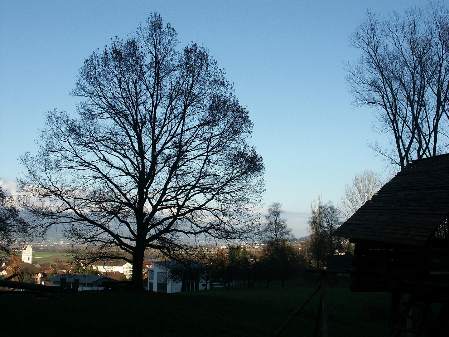 Baum beim Helvetiaplatz