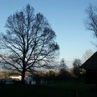 Baum beim Helvetiaplatz