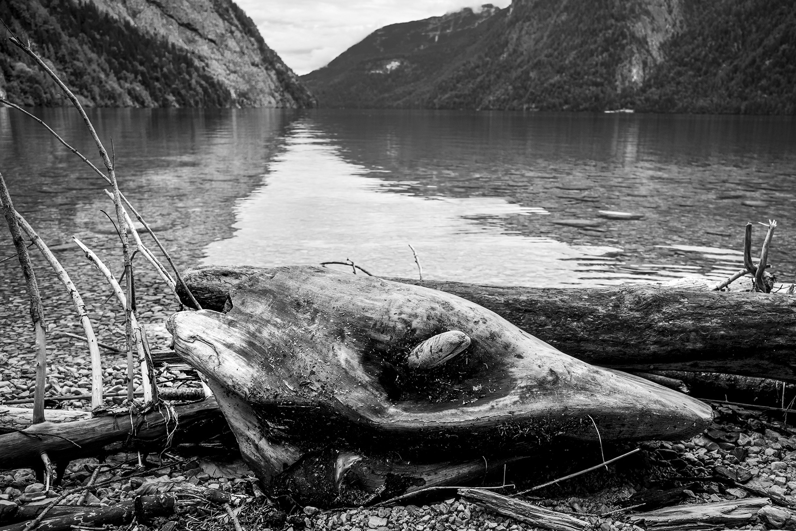 Baum beim Königsee - Fischkopf