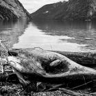 Baum beim Königsee - Fischkopf