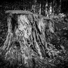 Baum beim Obersalzberg