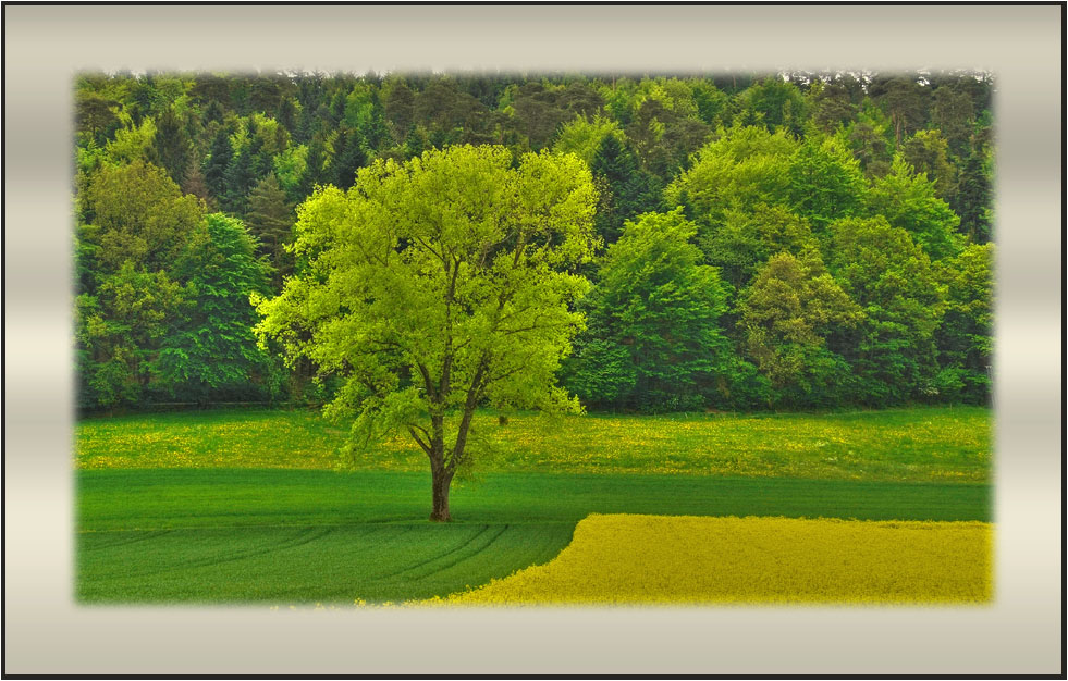 Baum beim Rapsfeld