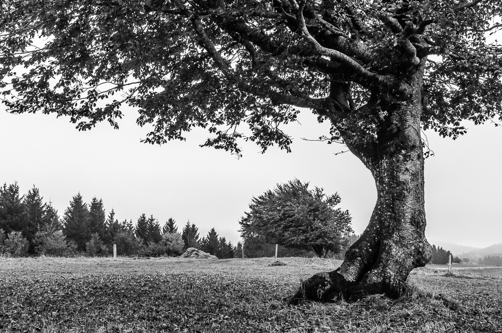 Baum beim Schauinsland