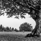 Baum beim Schauinsland