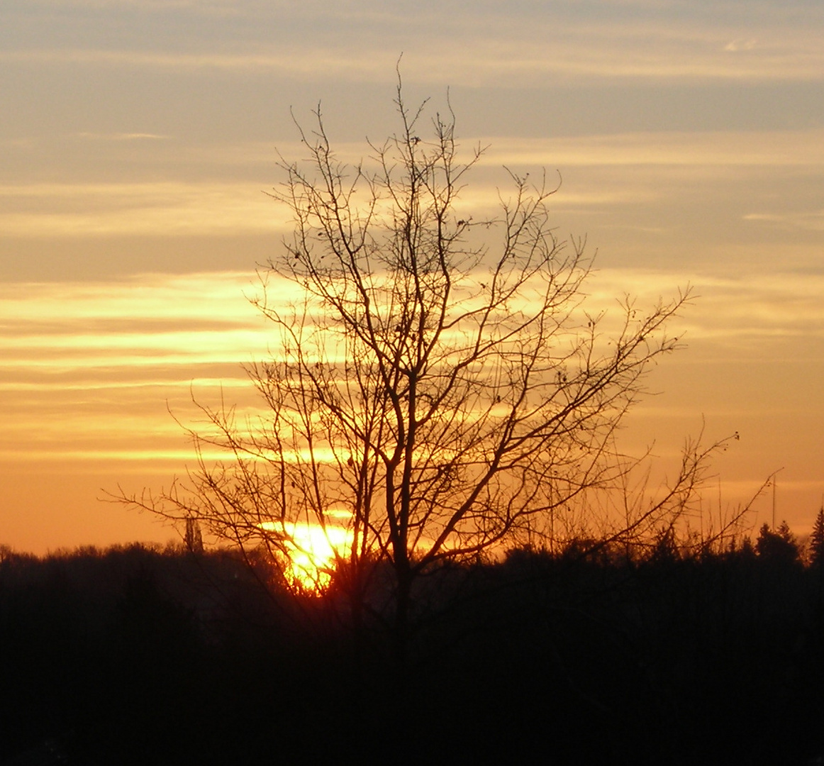 Baum beim Sonnenaufgang